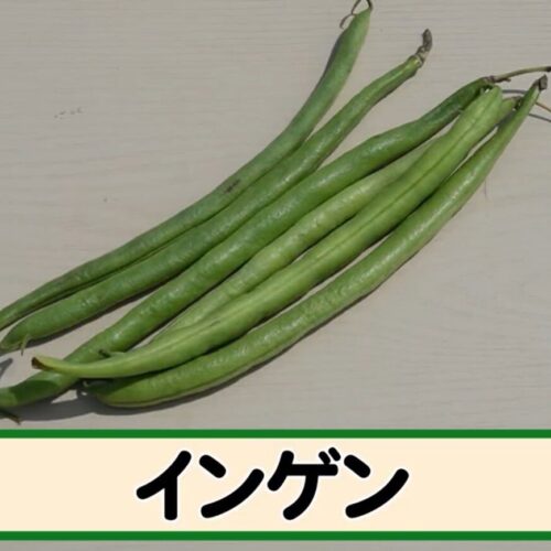 第2位 インゲン