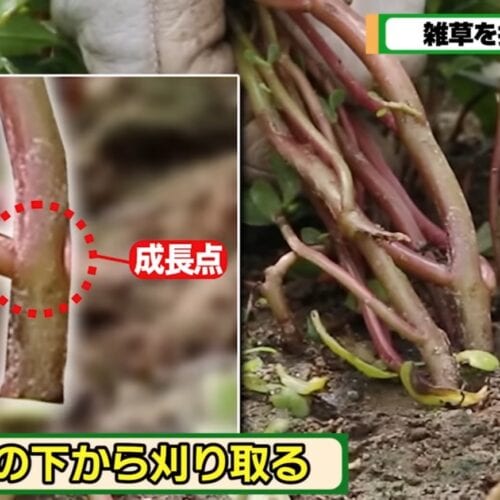草刈りのコツ