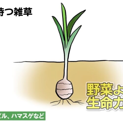 球根を持つ雑草