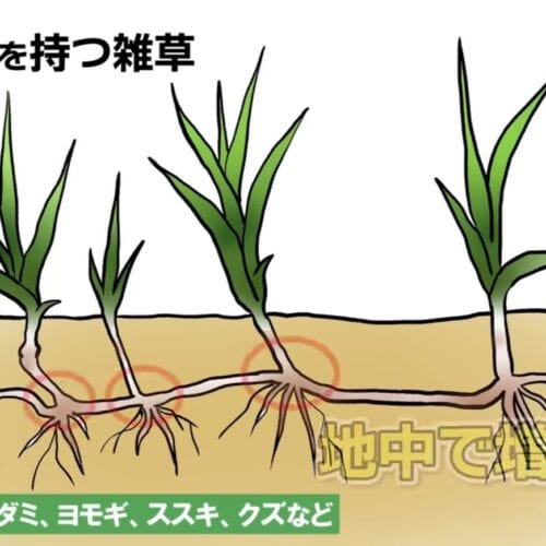 地下茎を持つ雑草