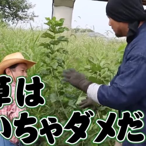 雑草は「抜く」のではなく「刈る」のが正解