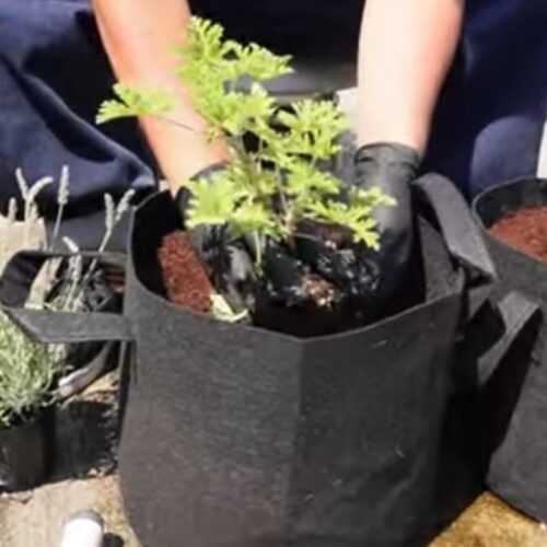 ハーブの植え付け