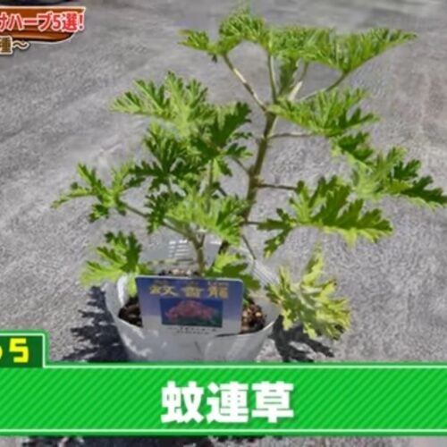 蚊連草