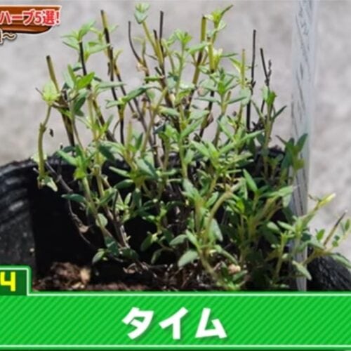 タイム