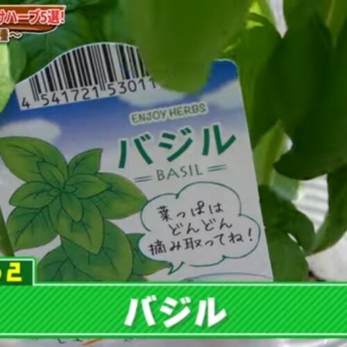 バジル