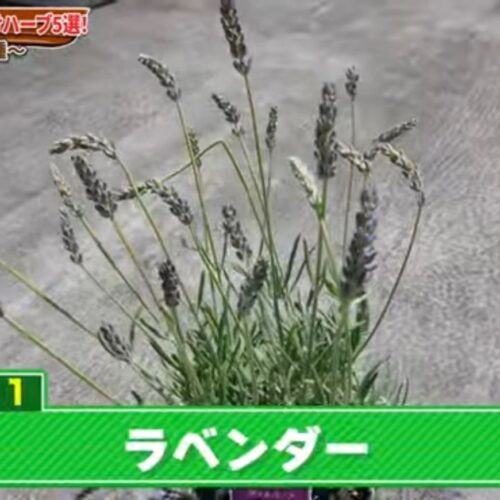 ラベンダー