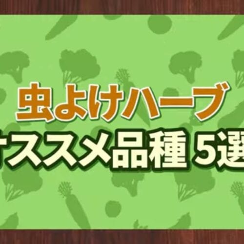 虫よけハーブオススメ品種5選