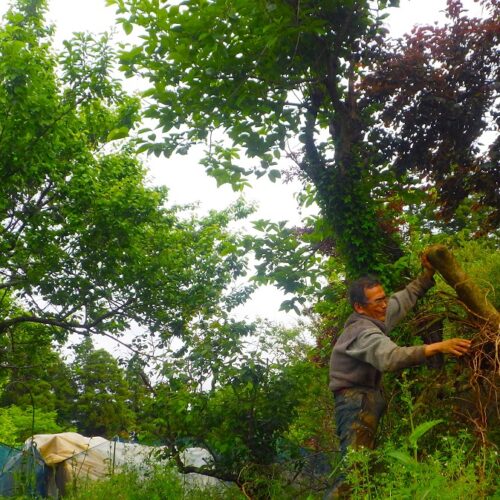 梅雨入りを前に力を注ぐのは草退治である。光が少なく雨が多い。悪条件をものともせず大きく伸びるのが雑草。ときに人間は「雑草のように逞しく」そう口にするが、我らはまだ草の強さに及ばない。