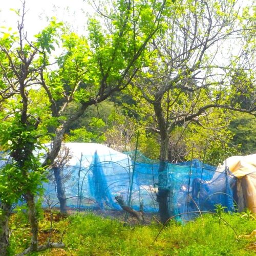 収入は安定しない、だから若い農家は増えず、高齢化で生産者は減るばかリ・・・僕の月収は26万円。