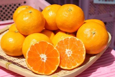 大分県杵築市の特産品、、ハウスみかん。ふるさと納税の返礼品としても人気。