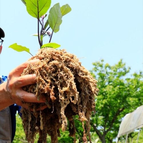 ナスの水苔植え