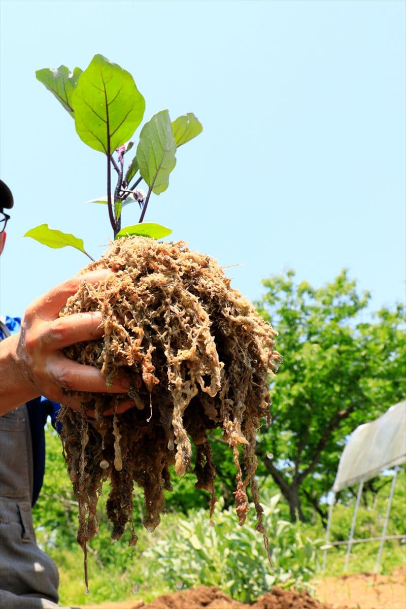 ナスの水苔植え