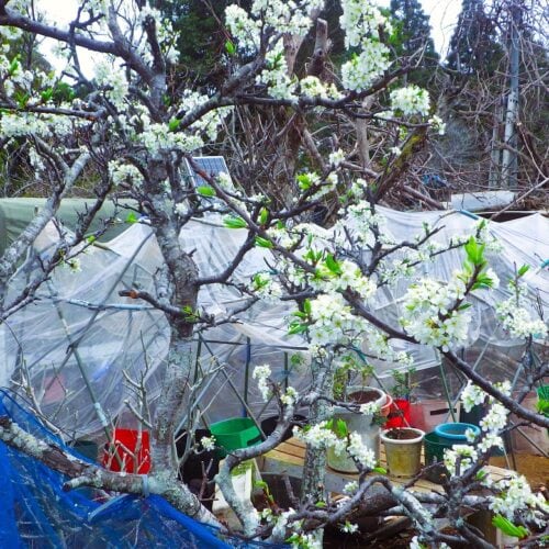 連作障害を避けるため毎年トマト作りには苦心する。今年最初の植え付け場所に選んだ所は日当たりは十分だがかなり狭い。のべ4日で完成。