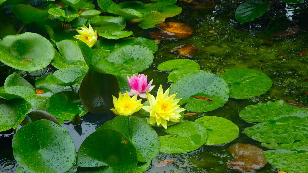 富士には○○が、睡蓮には雨が・・・よく似合う。この睡蓮の花の下では何匹かの蛙が暮らしている。