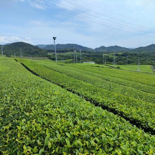 山口県宇部市の特産品、小野茶の茶畑。深い甘みと濃厚な味わいが特徴。