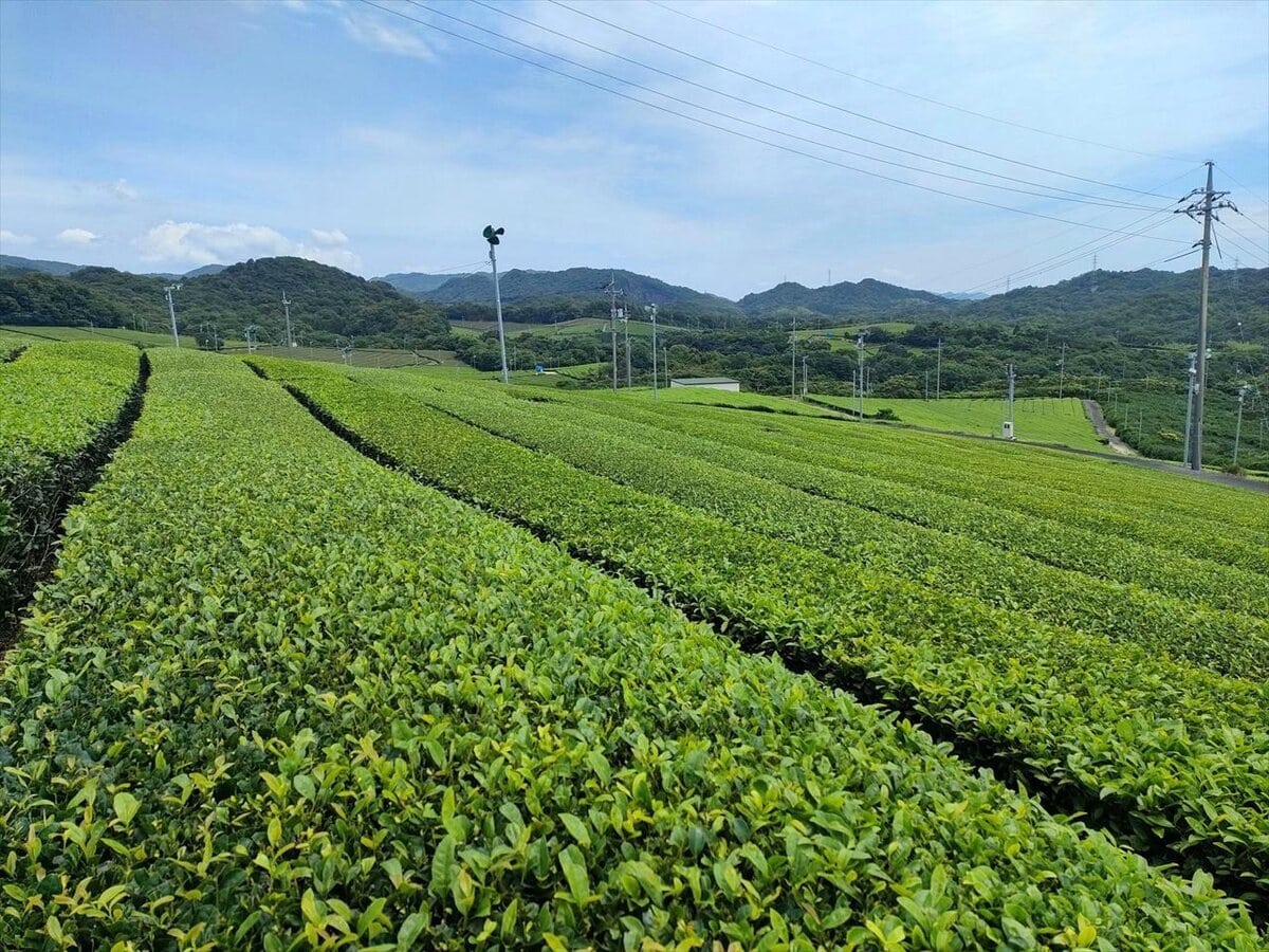 山口県宇部市の特産品、小野茶の茶畑。深い甘みと濃厚な味わいが特徴。