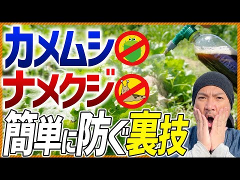 コーヒーが殺虫剤に！？ 手軽に作れる家庭菜園で効いた「害虫スプレー」の作り方｜ナメクジやカメムシ大量発生に効果的！