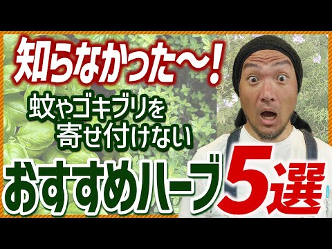 植えるだけ！ 蚊・ゴキブリを寄せ付けない！ ベランダ・庭で育つおしゃれな「最強虫よけハーブ」5選