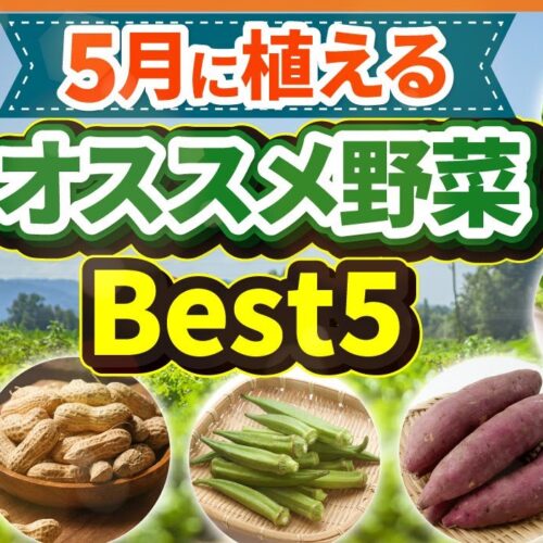 家庭菜園初心者にぴったり！5月に植えるべき野菜BEST5｜プランターでも育てやすい夏野菜を厳選