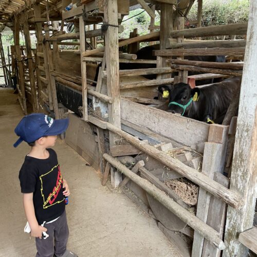 「近所のおじいちゃんが飼っている牛の親子を見に行くのも、子どもたちのお気に入りのお散歩コースです。」