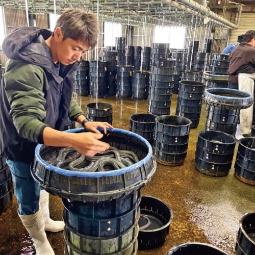 那須さんは、24年からサーファー仲間が経営する田原市内のウナギ卸売会社に勤務している／愛知県田原市