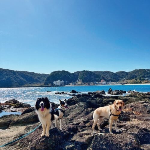 「以前は同世代の友人がいなかったけれど、今はいろんな人が移住してきて楽しい。犬友達も増えました」と、みのりさん。／「farm1987」静岡県下田市