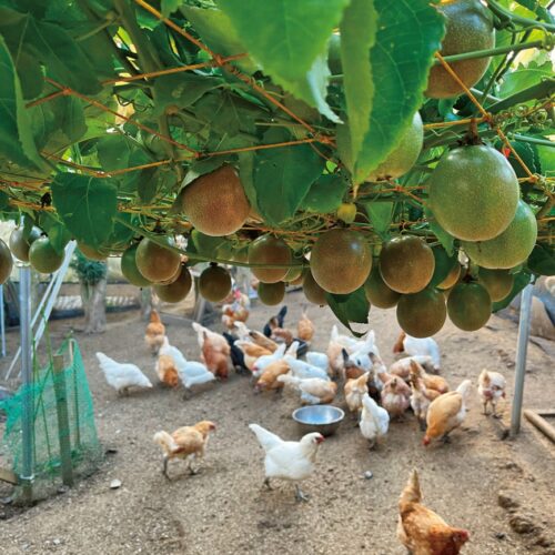 24時間放牧なのでた良質な鶏ふんを利用して、パッションフルーツやレモンなども栽培し、出荷している。／「farm1987」静岡県下田市