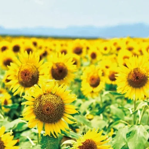 山口県山陽小野田市の「花の海」は、西日本最大級の総合園芸農場。