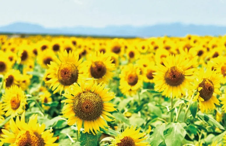 山口県山陽小野田市の「花の海」は、西日本最大級の総合園芸農場。