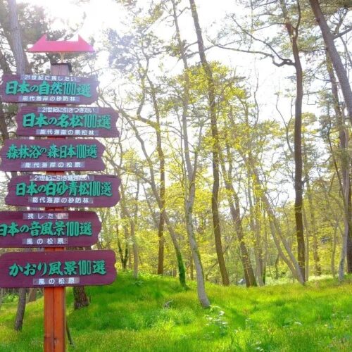 秋田県能代市の海沿いにある「風の松原」。日本最大の規模を誇る松林です