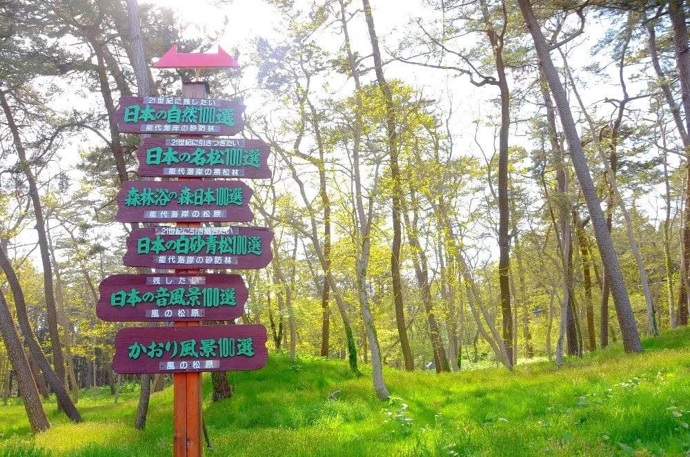 秋田県能代市の海沿いにある「風の松原」。日本最大の規模を誇る松林です