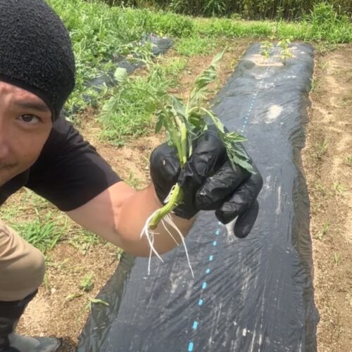 ステップ3｜土に植える