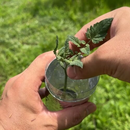 ステップ2｜水につける