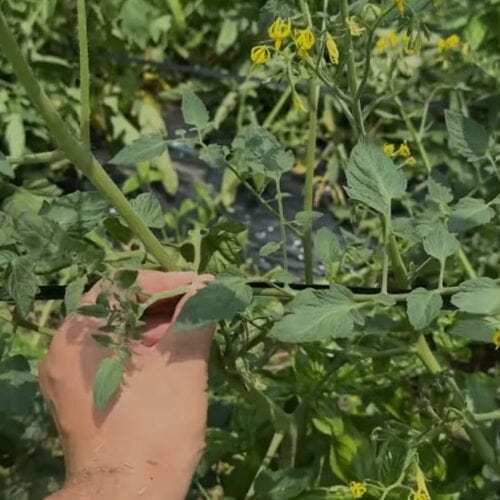 ステップ1｜脇芽を取る