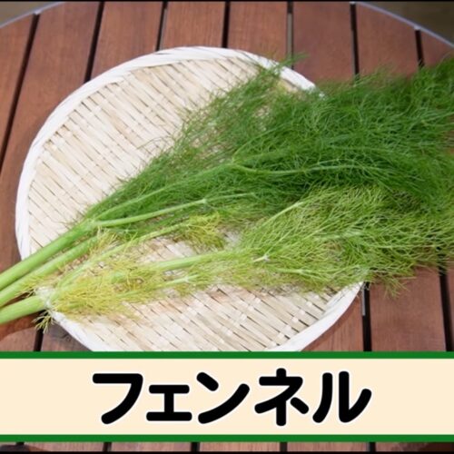第2位｜ルッコラ