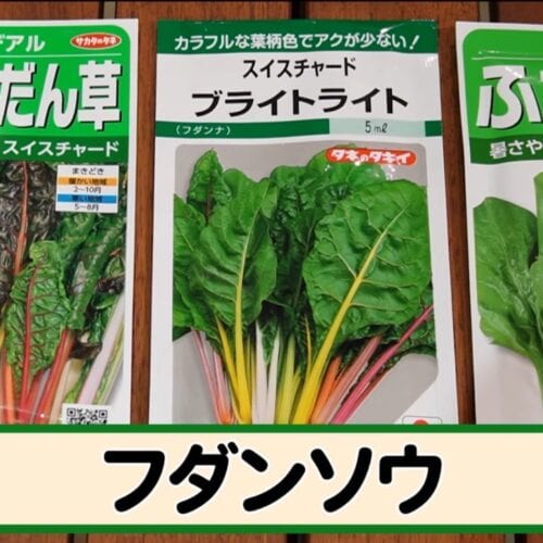 第3位｜ルッコラ