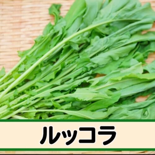 第4位｜ルッコラ