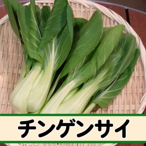 第5位｜チンゲンサイ