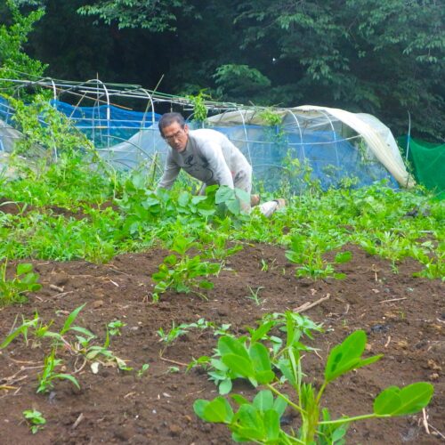 サツマイモ畑で足を止め、育ち具合を観察する。200本の苗を植えたのは5月24日（この下の写真）。活着し、根を伸ばし始めているが、高温を好むサツマイモは雨の中ではツルの伸びは鈍い。勢いを増すのは7月の半ば。そんなこんなでサツマイモを観察しているところで僕は便意を感じる。