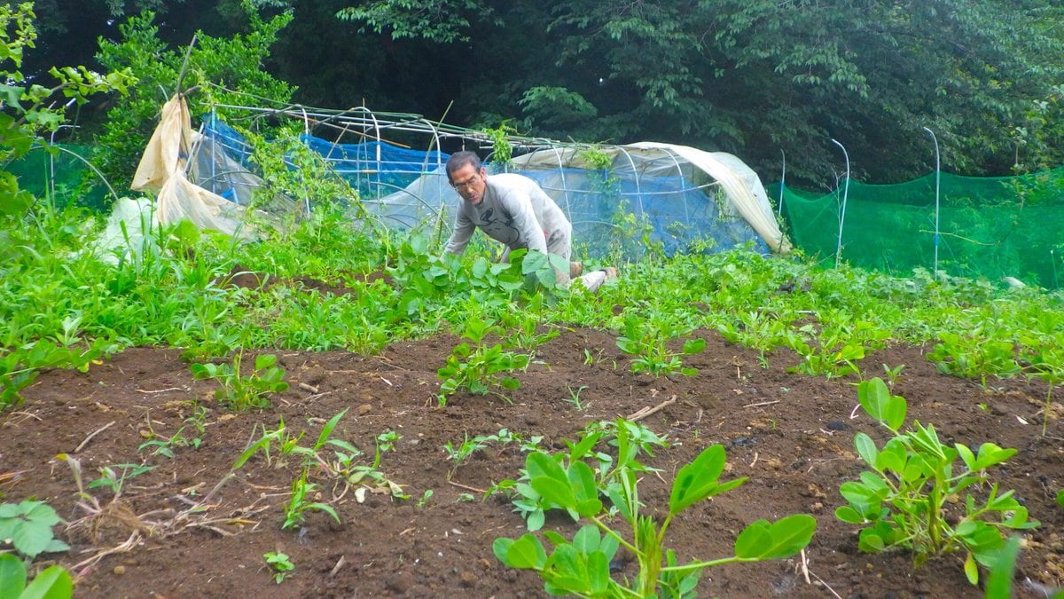 サツマイモ畑で足を止め、育ち具合を観察する。200本の苗を植えたのは5月24日（この下の写真）。活着し、根を伸ばし始めているが、高温を好むサツマイモは雨の中ではツルの伸びは鈍い。勢いを増すのは7月の半ば。そんなこんなでサツマイモを観察しているところで僕は便意を感じる。