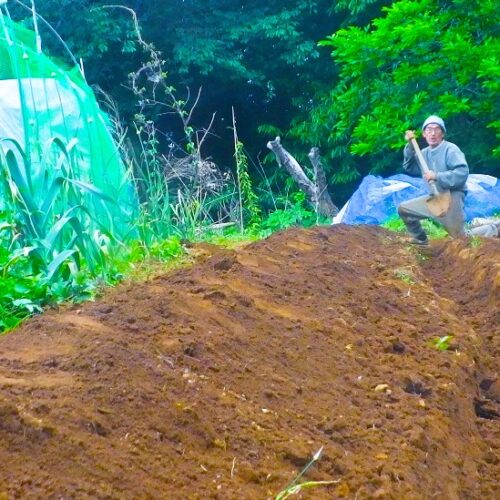 サツマイモの苗を植えた時の奮闘について書いておこう。まず苗を刺しこむ位置を深く耕す、次に左右に深さ30センチの溝を掘る。掘った土は畝に盛り上げカマボコ状とする。ビニールを広げ、裾を溝に落として土で固定する。かぶせたビニールに苗を刺しこむ。1本の長さ20メートルを5本。どれほどのエネルギーを要したかおわかりだろう。