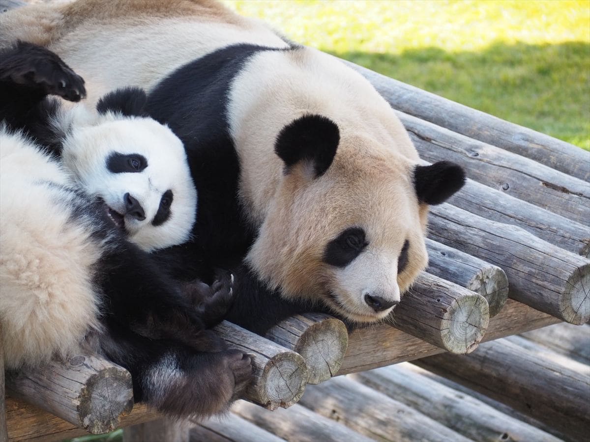 和歌山県の白浜アドベンチャーワールドから、4頭のパンダが中国に返還。