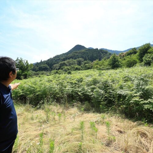 自生しているわらび。成長して一面覆われている