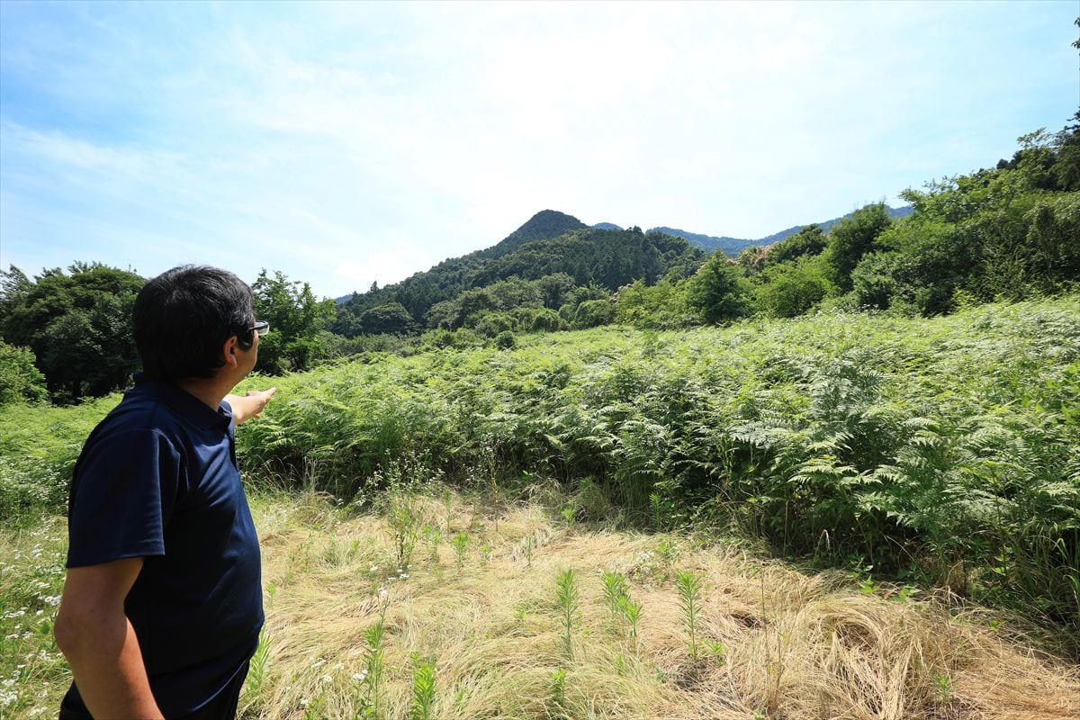 自生しているわらび。成長して一面覆われている