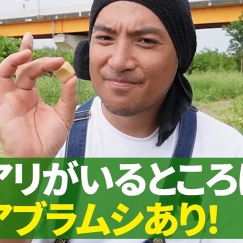 アリが大量にいる場所には、ほぼ確実にアブラムシもいます。
