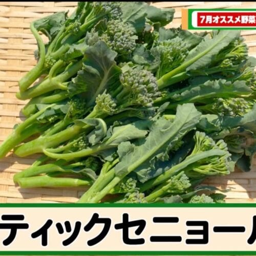 第4位：スティックセニョール