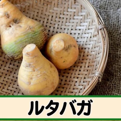 第1位：ルタバガ