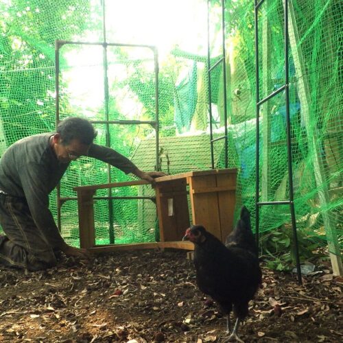 ここ数日、ニワトリたちの雨宿りハウスの新設に励んだ。害獣の被害を防止するためネットを二重張りとする。上部に厚手のシートをかぶせる。のべ5日の作業で完成。激しい雨に見舞われる例年ならこれがすぐ活躍するが、今年はおそらく8月、9月の台風シーズンまで出番はないだろう。