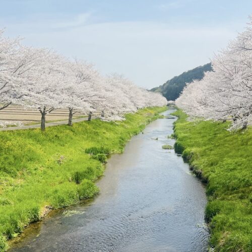 岐阜県は写真スポットがたくさん。鳥羽川サイクリングロードの桜並木。