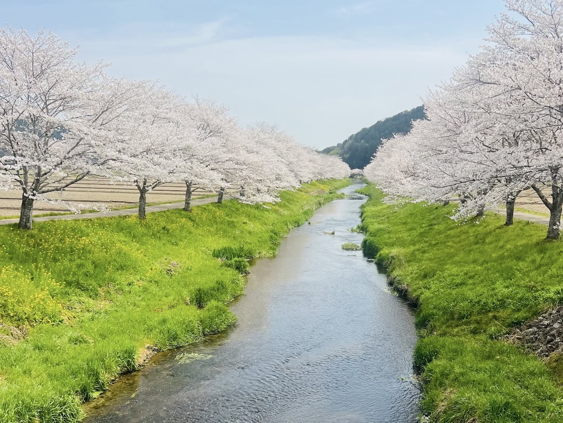 岐阜県は写真スポットがたくさん。鳥羽川サイクリングロードの桜並木。